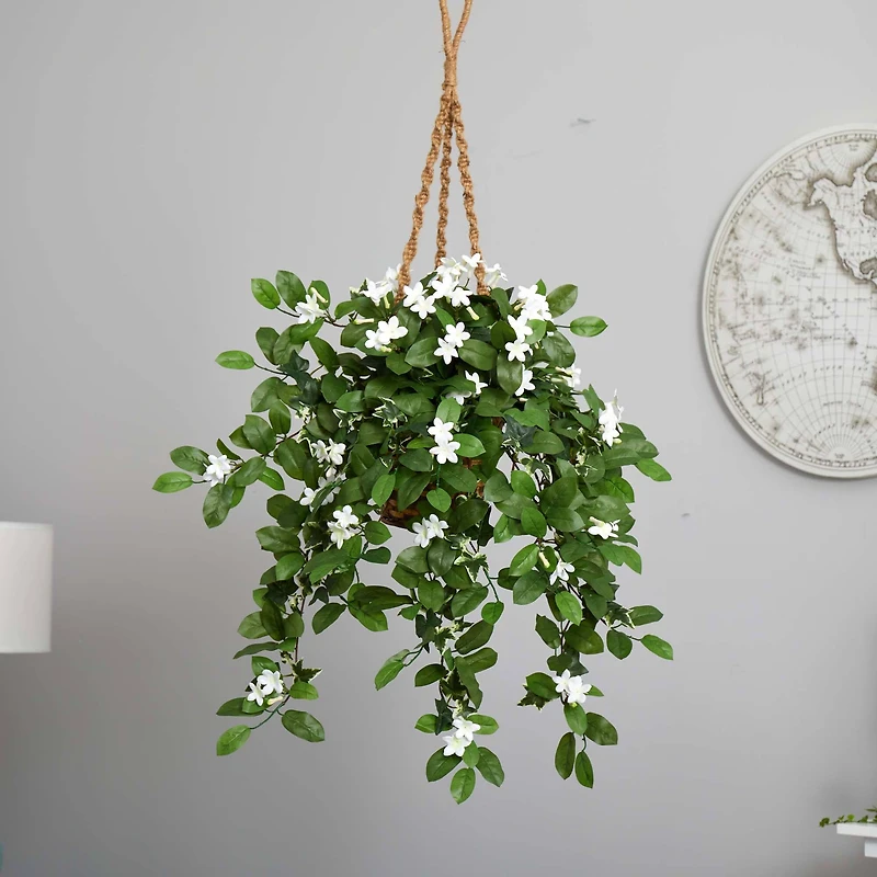 3.5ft. Stephanotis Flowering Plant in Hanging Basket