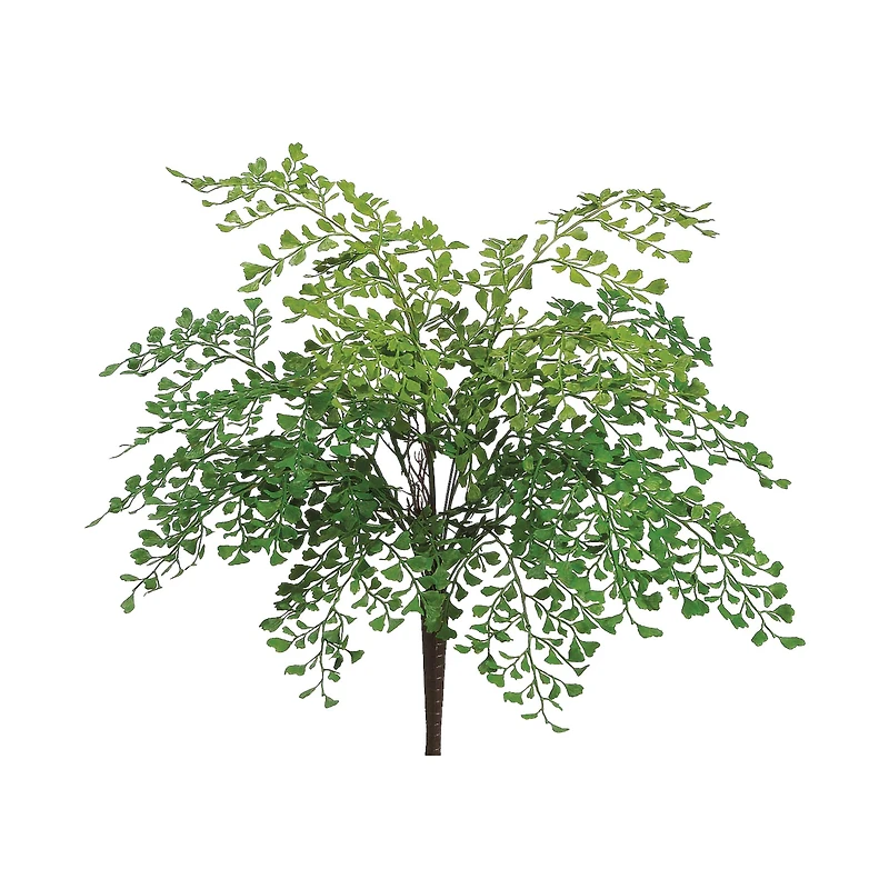Maidenhair Fern Bush