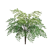 Maidenhair Fern Bush