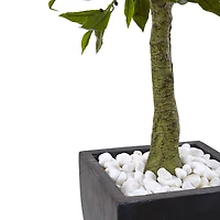 3.5ft. Bay Leaf Topiary in Black Wash Planter