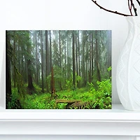 Designart - Hoh Rain Forest