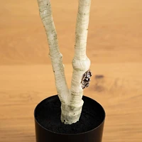 4ft. Potted Green Artificial Birch Tree with Real Touch Leaves