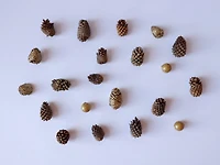 Natural Brown & Gold Pinecone Mix by Ashland®