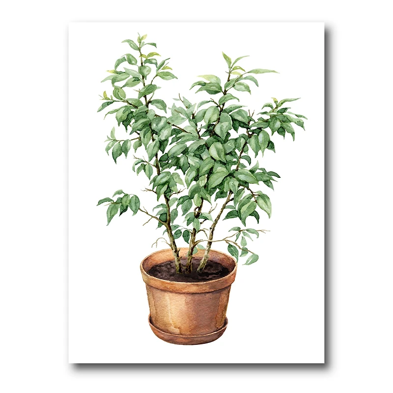 Designart - Ficus Benjamina In Clay Flowerpot