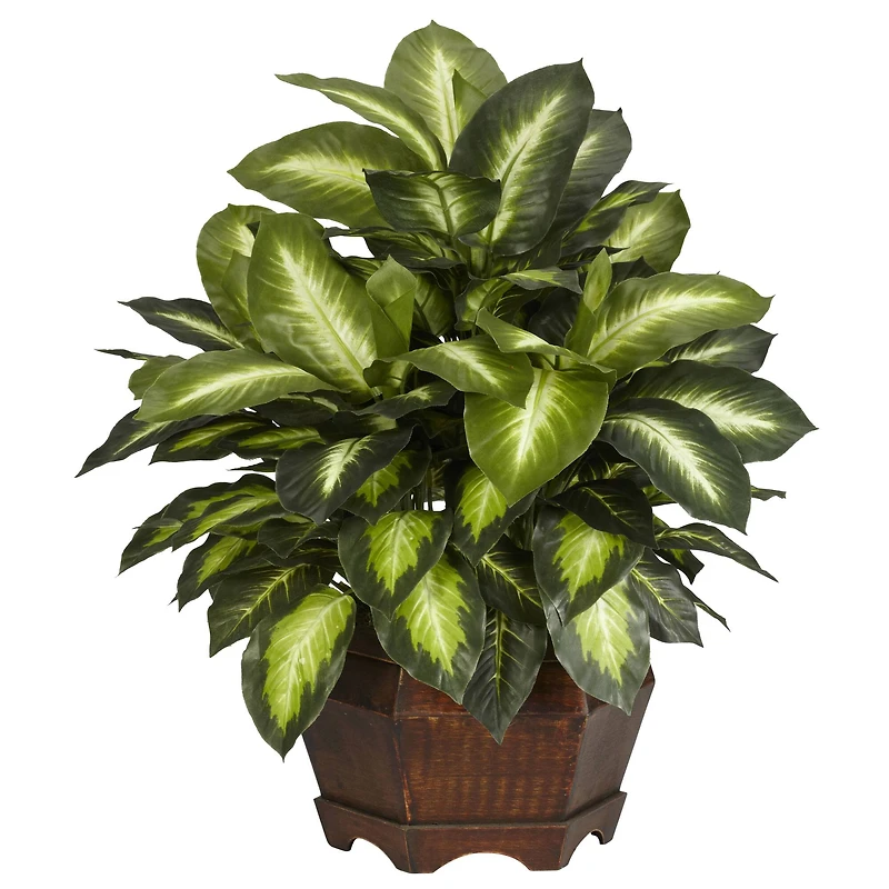 24" Golden Dieffenbachia Plant in Decorative Pot