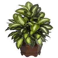 24" Golden Dieffenbachia Plant in Decorative Pot