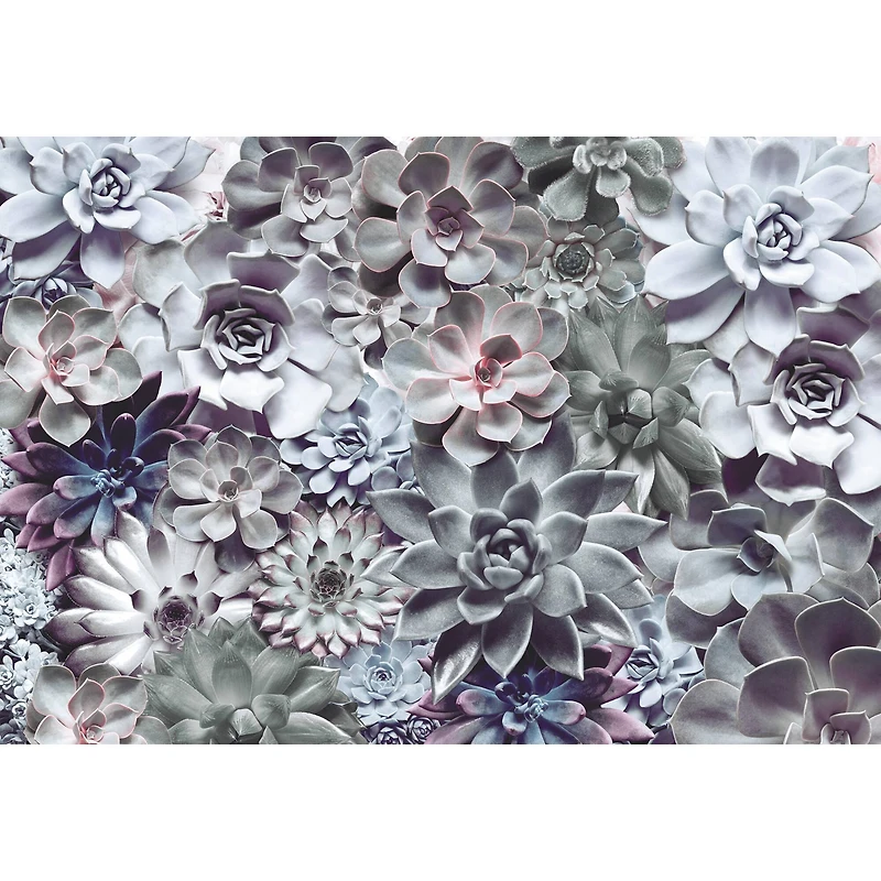 Komar Succulents Wall Mural