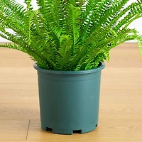 27in. UV Resistant Artificial Boston Fern Plant with Real Touch Leaves (Indoor/Outdoor)