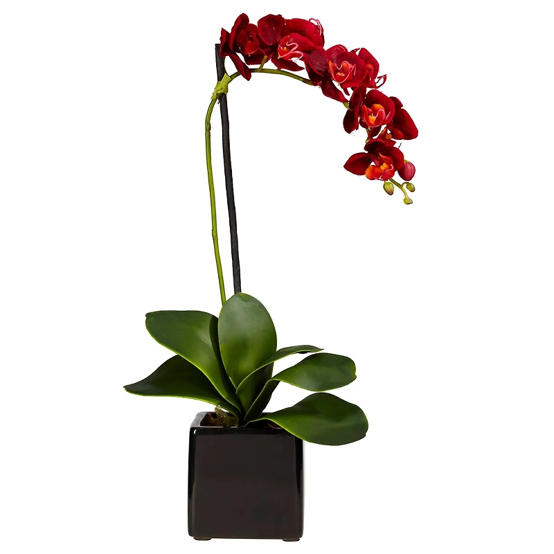 20" Orchid Arrangement in Black Planter