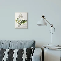 Stupell Industries Botanical Plant Bocconia Illustration Wall Art Plaque