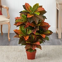 3ft. Potted Croton Plant