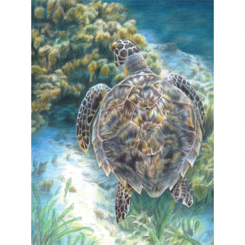 Royal & Langnickel® Sea Turtle Colour Pencil™ by Numbers Kit