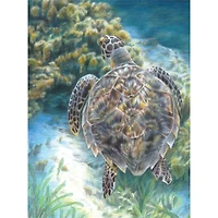 Royal & Langnickel® Sea Turtle Colour Pencil™ by Numbers Kit