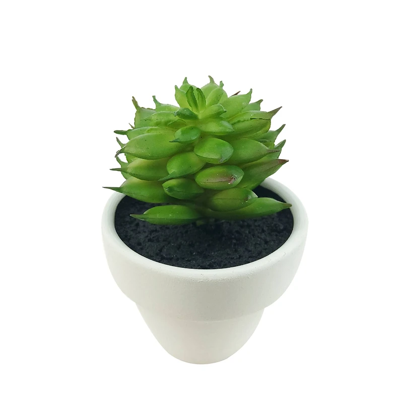 Assorted Micro Premade Succulent, 1pc. by Ashland®