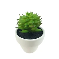 Assorted Micro Premade Succulent, 1pc. by Ashland®