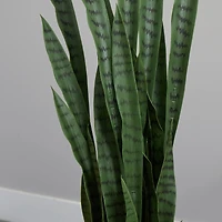 4.5ft. Snake Plant in Decorative Black Planter