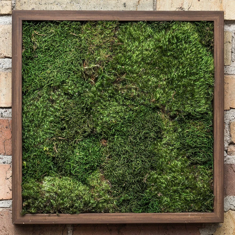 Preserved Green Sheet Moss Bulk Case