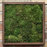 Preserved Green Sheet Moss Bulk Case