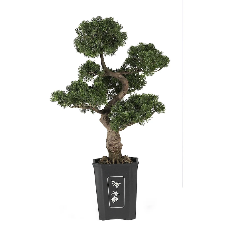 3ft. Potted Cedar Bonsai Plant