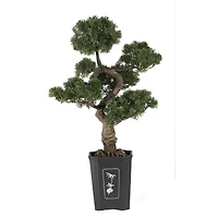 3ft. Potted Cedar Bonsai Plant