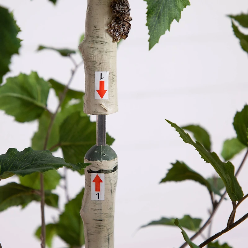 7ft. Birch Tree in Black Planter