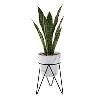 Flora Bunda® 1.75ft. Snake Plant In Marble On Metal Stand