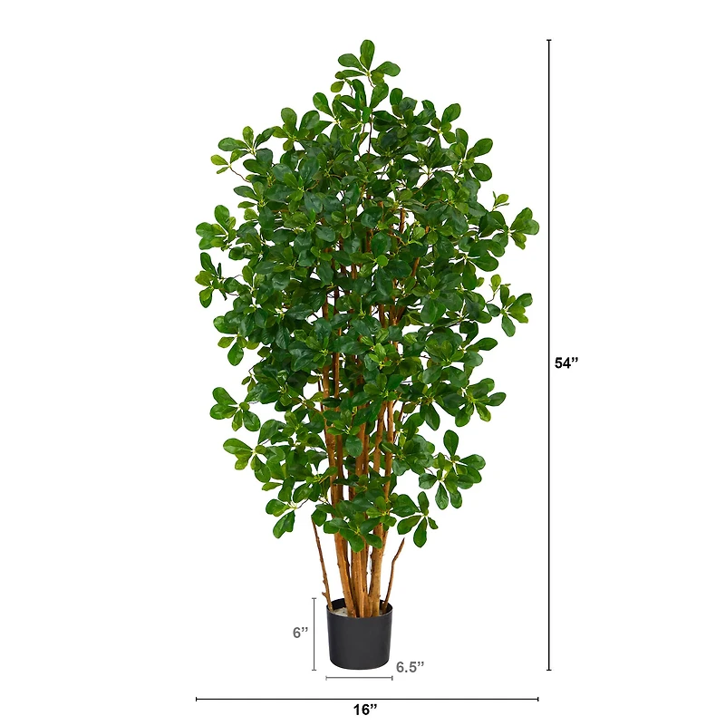 4.5ft. Potted Black Olive Tree