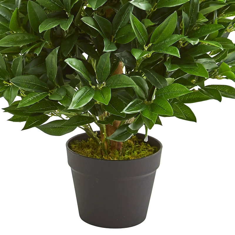 3ft. Potted Bay Leaf Cone Topiary Tree
