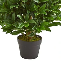 3ft. Potted Bay Leaf Cone Topiary Tree