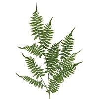 41" Fern Stem by Ashland®
