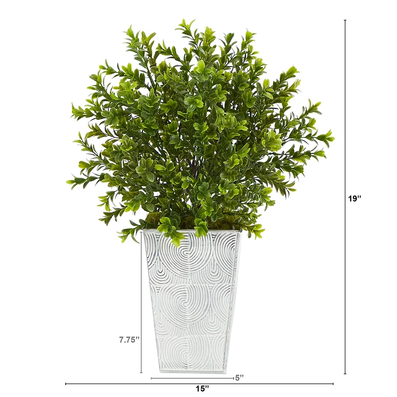 19in. Boxwood Plant in Embossed White Planter