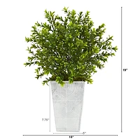 19in. Boxwood Plant in Embossed White Planter