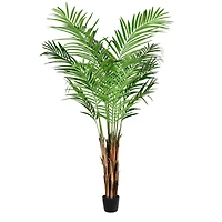 5ft. Potted Giant Areca Palm Tree