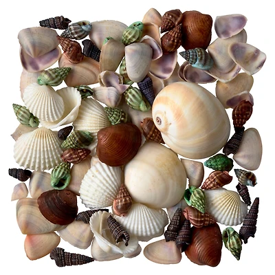 Dyed & Natural Mixed Sea Shells by Ashland®