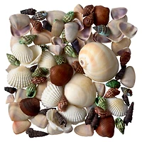 Dyed & Natural Mixed Sea Shells by Ashland®