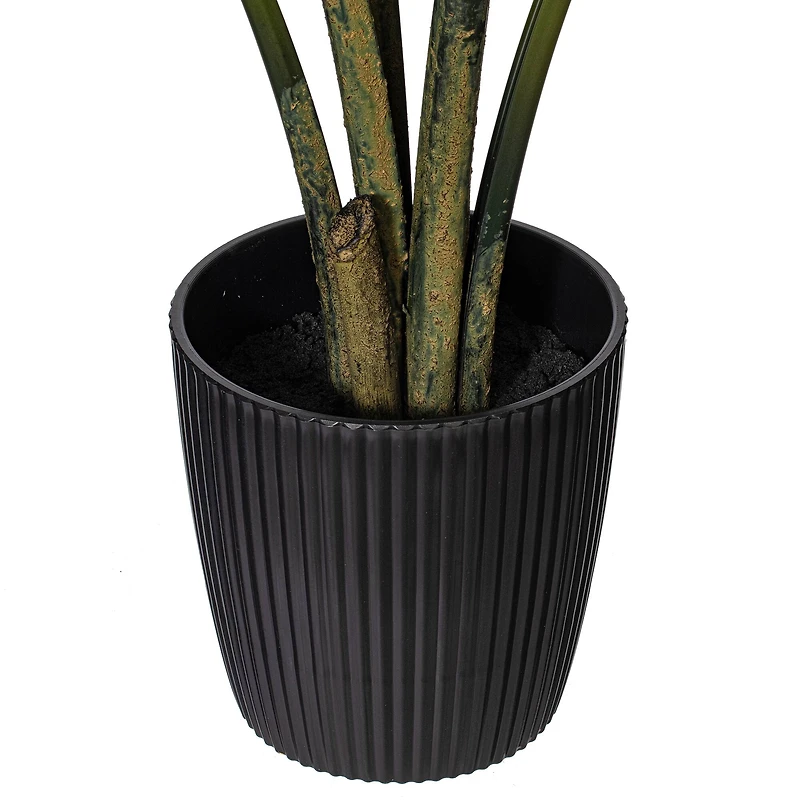 4ft. Potted Travellers Palm Tree