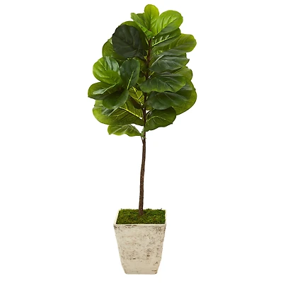 4ft. Fiddle Leaf Tree in Country White Planter