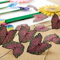 Green & Pink Paper Caladium Leaves by Recollections™