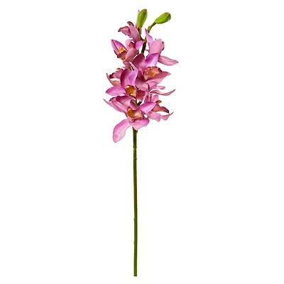 Boat Orchid Stem