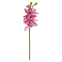 Boat Orchid Stem
