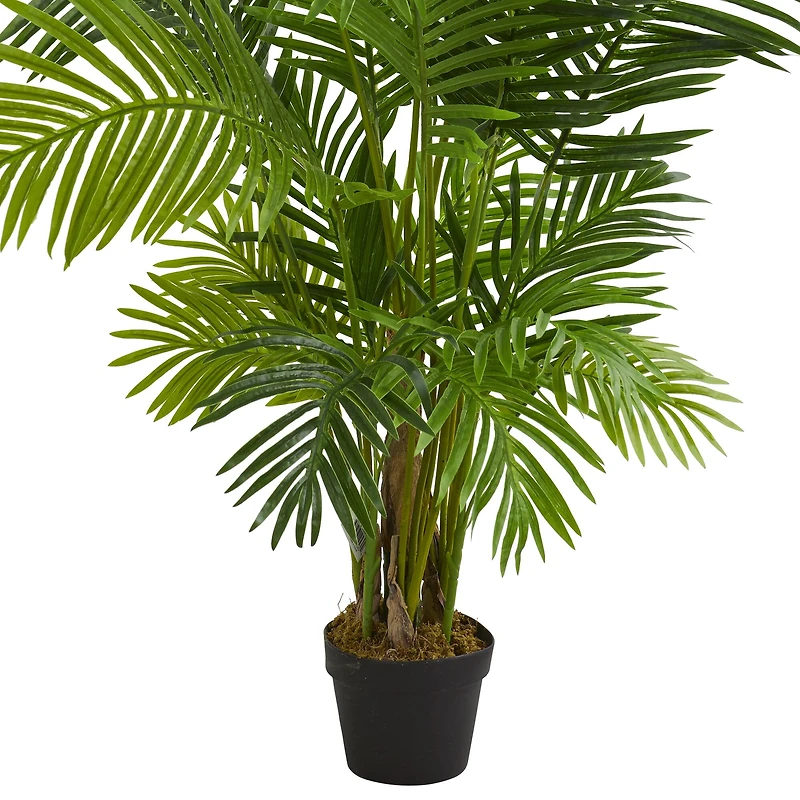 5ft. Potted Hawaii Palm Tree