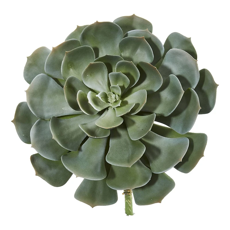 Green Giant Echeveria Succulent Pick, 2ct.