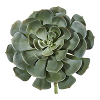Green Giant Echeveria Succulent Pick, 2ct.