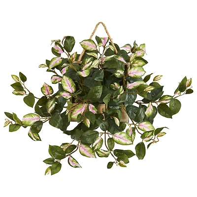 24" Hoya Arrangement in Decorative Hanging Frame