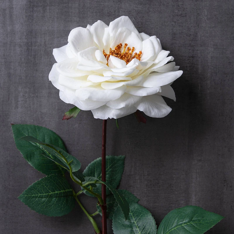 Orlane Rose Stem by Ashland®