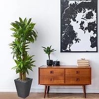 5.5ft. Cornstalk Dracaena Tree In Slate Planter