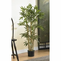 3ft. Potted Bambusa Bamboo Tree