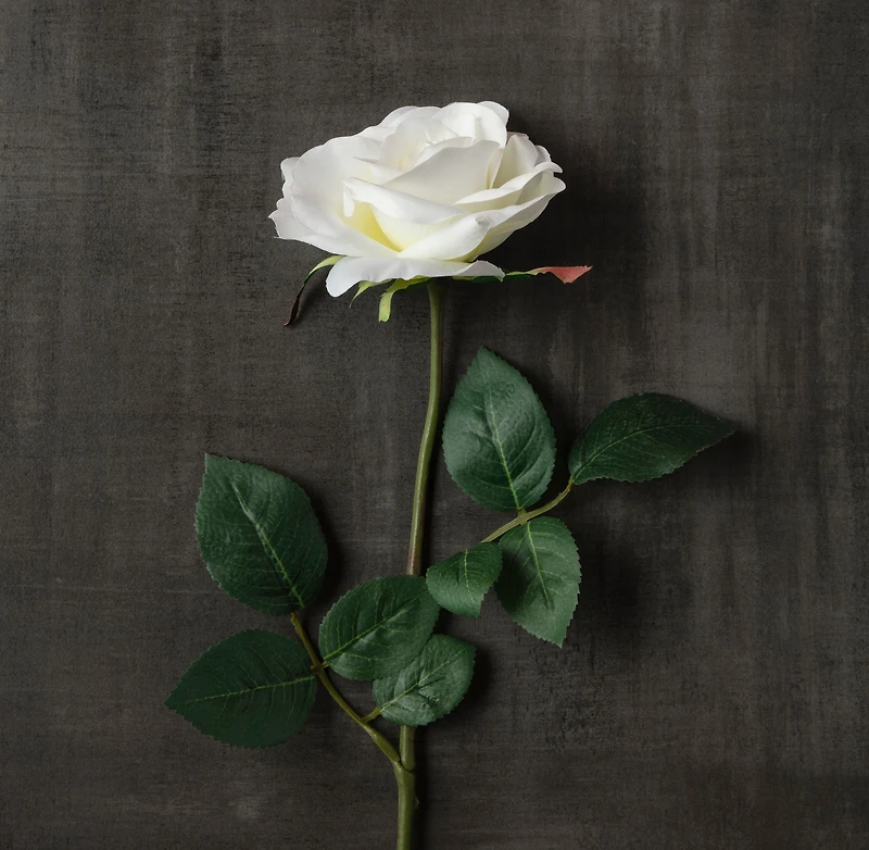 Princess Rose by Ashland