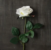 Princess Rose by Ashland