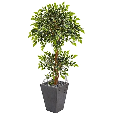 5ft. Variegated Ficus Tree in Slate Planter